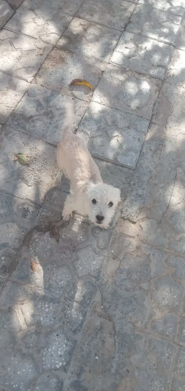 دوتا توله پاکوتاه نر|سگ|شیروان (خراسان), |دیوار