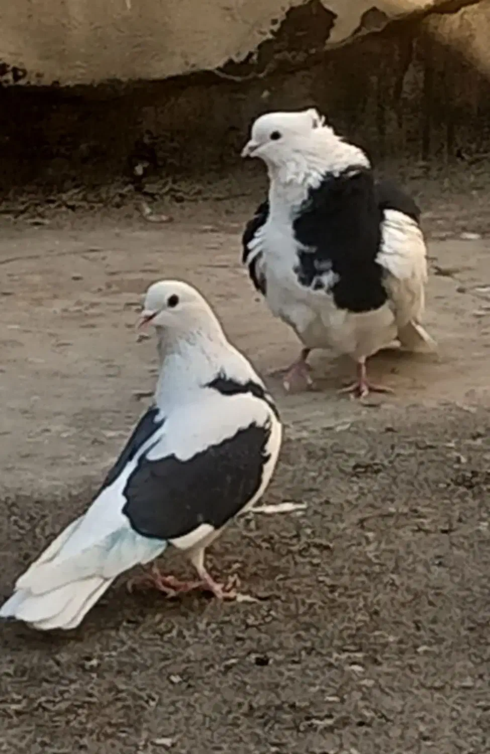 کفتر ابلغ تیک پاره|پرنده|تهران, مسعودیه|دیوار