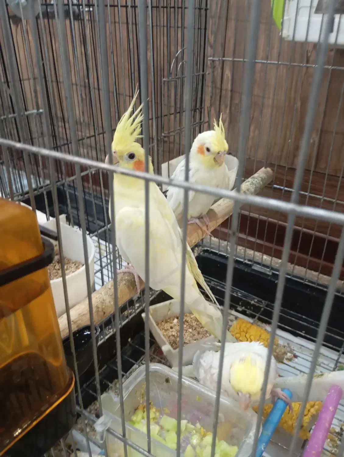 پرنده|پرنده|چهاردانگه (تهران), |دیوار