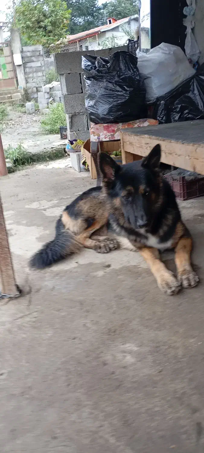 ژرمن بلک|سگ|تالش, هشتپر|دیوار