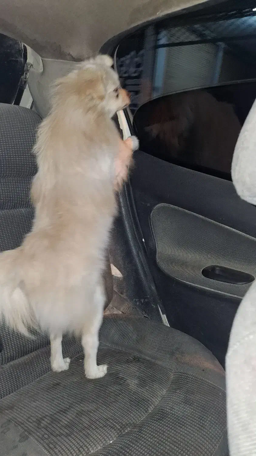 پردیس|سگ|اهواز, پردیس دو|دیوار