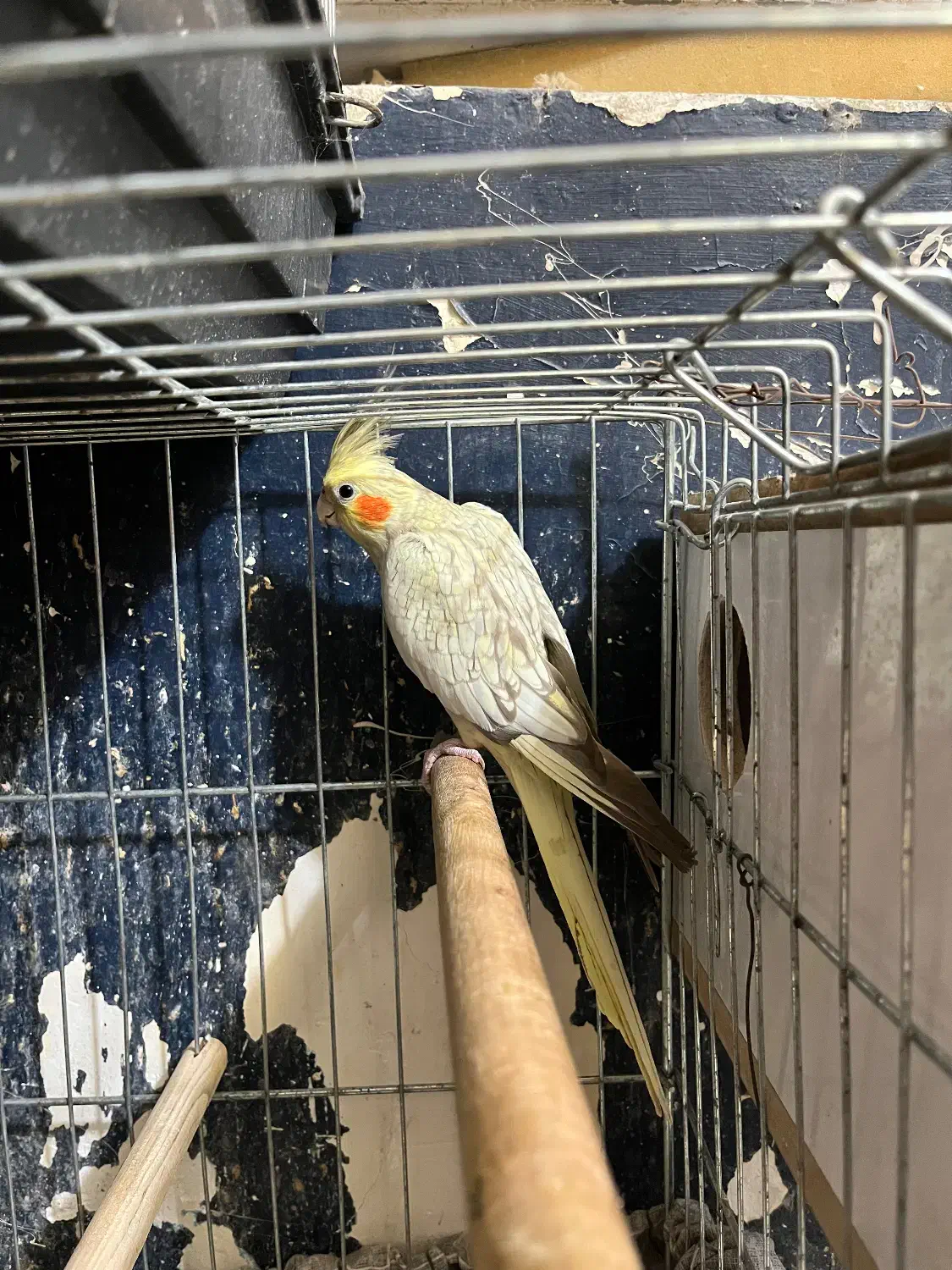 عروس هلندی مرواریدی|پرنده|بندرعباس, |دیوار