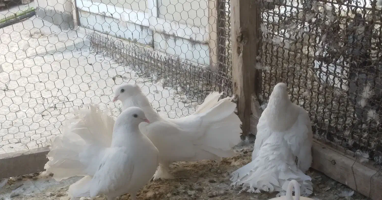 دو جفت چتری سفید نژاد دار|پرنده|اصفهان, پوریای ولی|دیوار