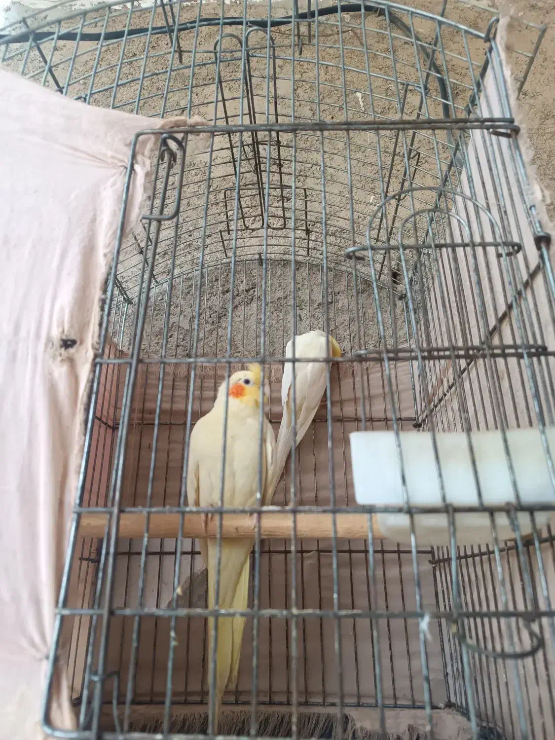 طوطی عروس هلندی|پرنده|بندر امام خمینی, |دیوار