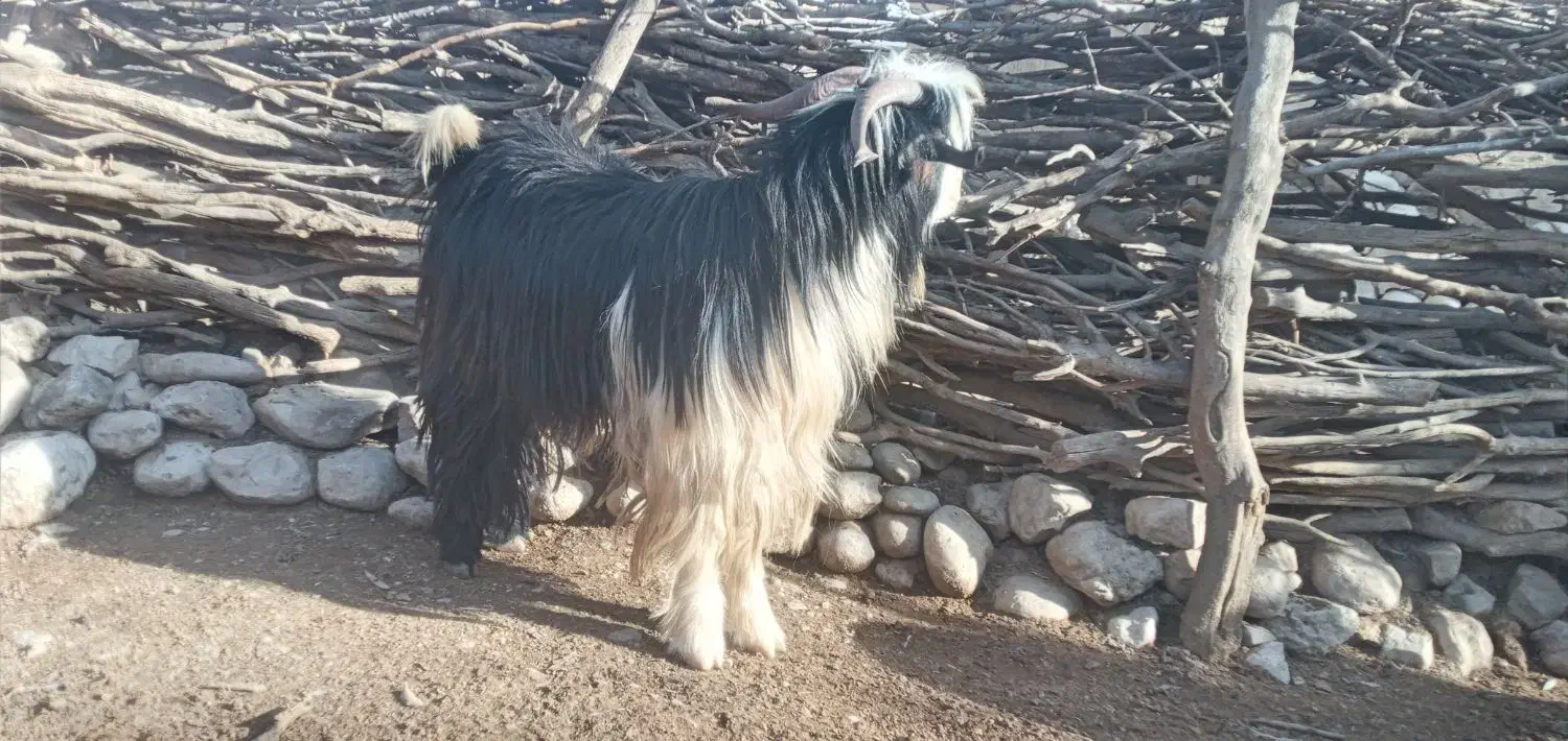 تخمی|حیوانات مزرعه|لردگان, |دیوار