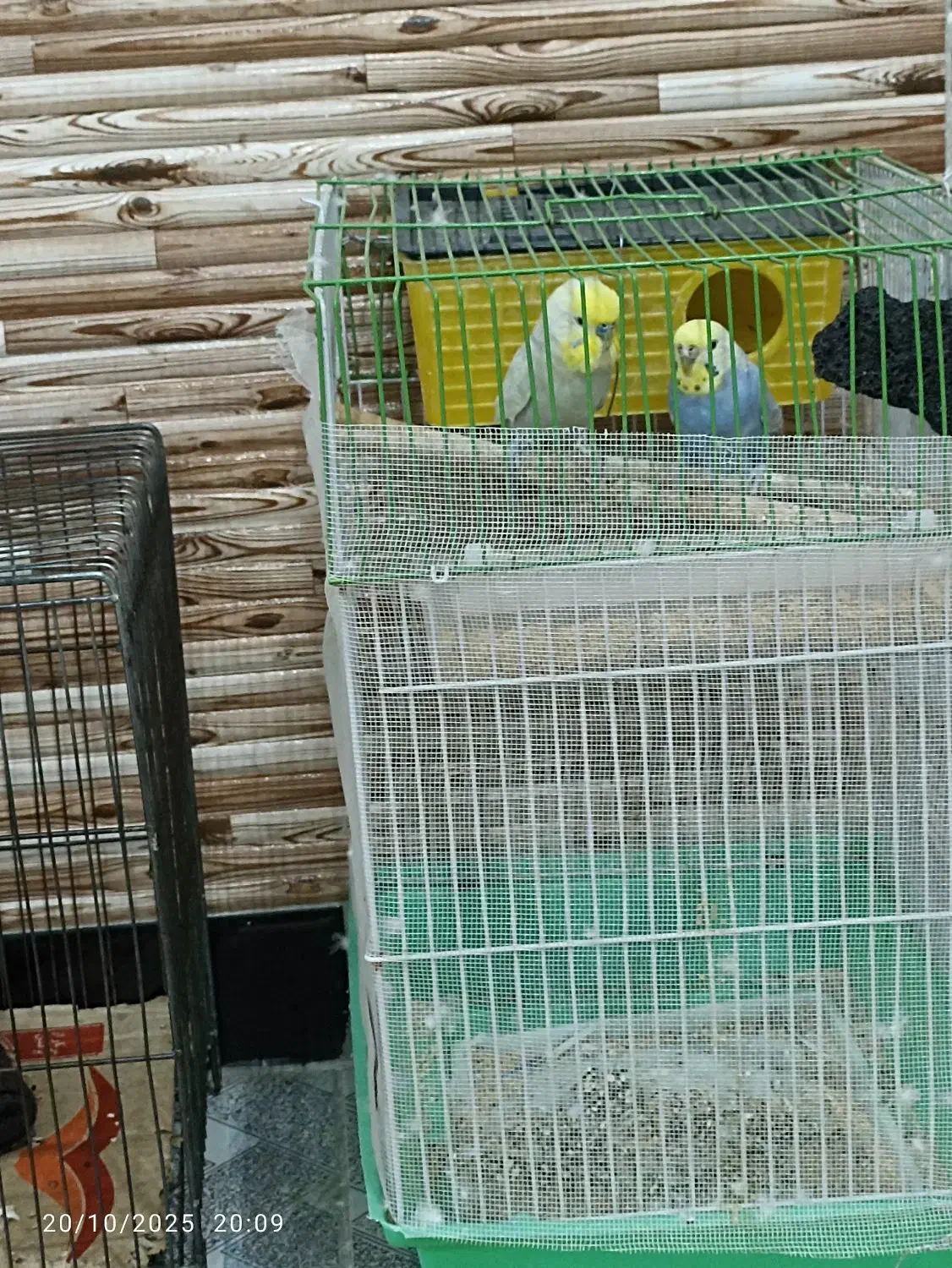 مرغ عشق|پرنده|مریوان, |دیوار