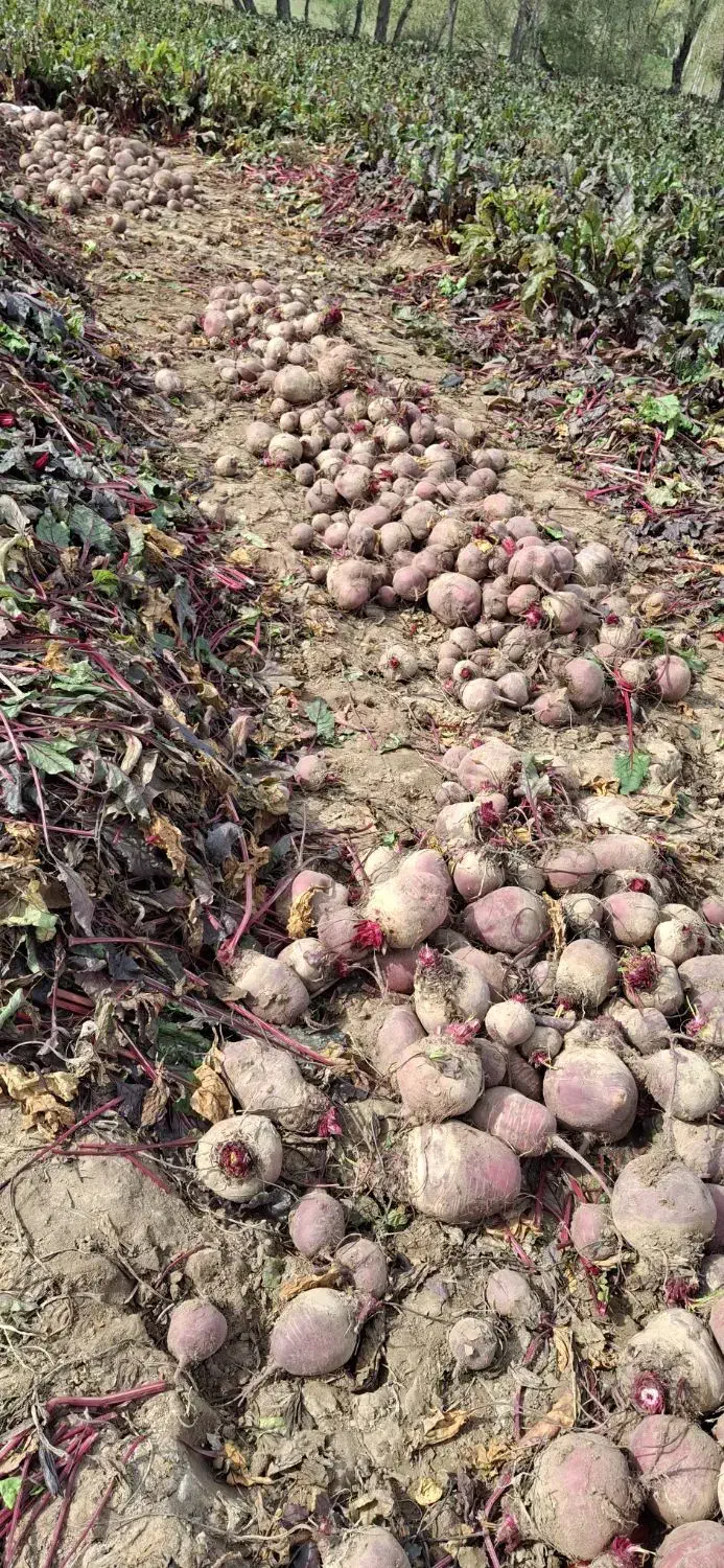 چغندر لبو|خوردنی و آشامیدنی|ارشق, |دیوار