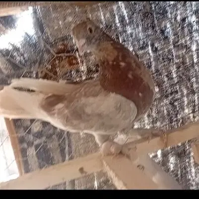کبوتر|پرنده|شیراز, کوشک میدان|دیوار