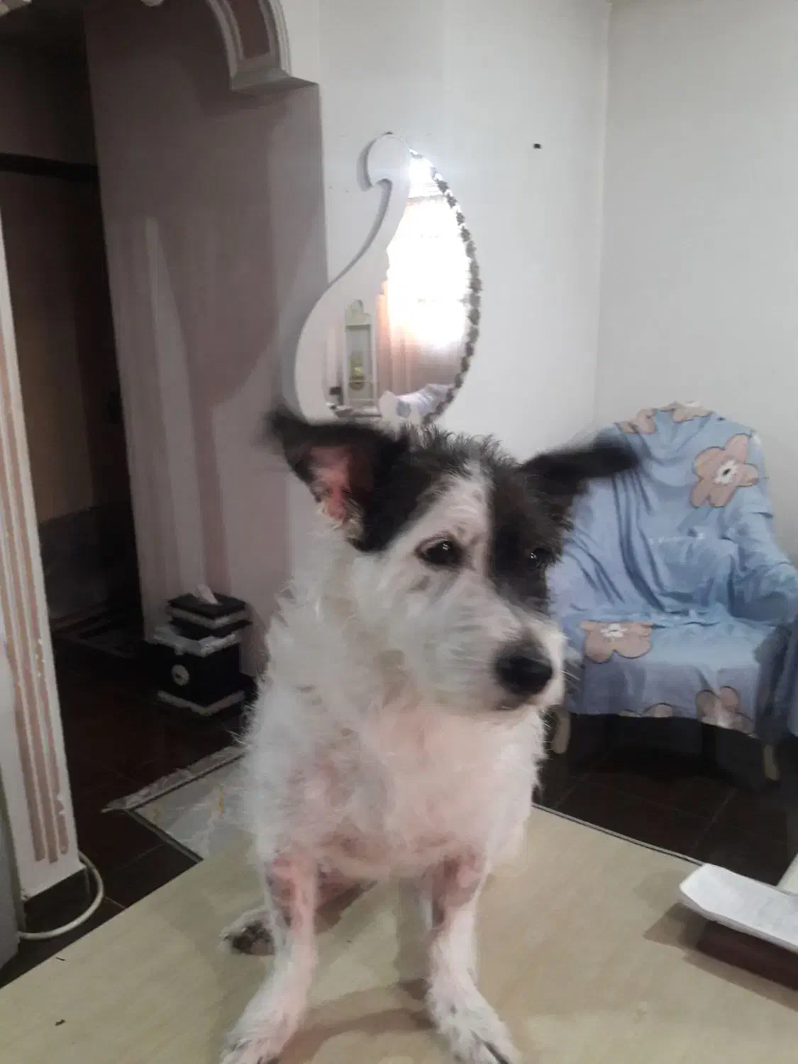 سگ گمشده|حیوانات|رشت, شهرک شهید مفتح|دیوار