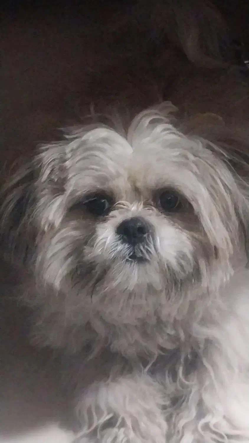 سگ شیتزو|سگ|اردبیل, |دیوار