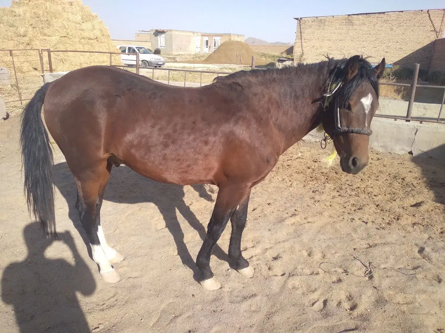 اسب نر بدون سواری|اسب و تجهیزات اسب‌سواری|سلماس, |دیوار