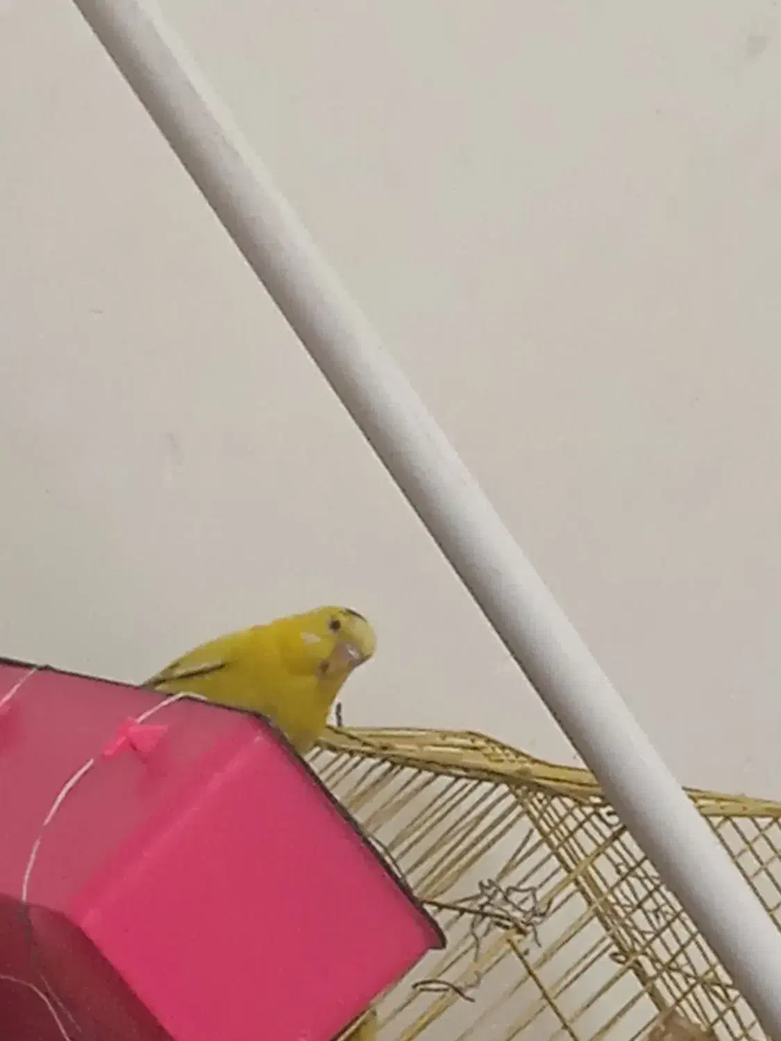 مرغ عشق نر|پرنده|زاهدان, |دیوار