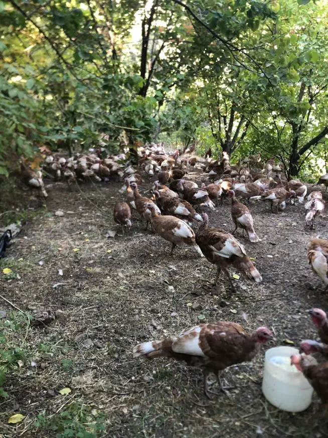 فروش تخم بوقلمون و جوجه بوقلمون بوربون|حیوانات مزرعه|تهران, امیریه|دیوار