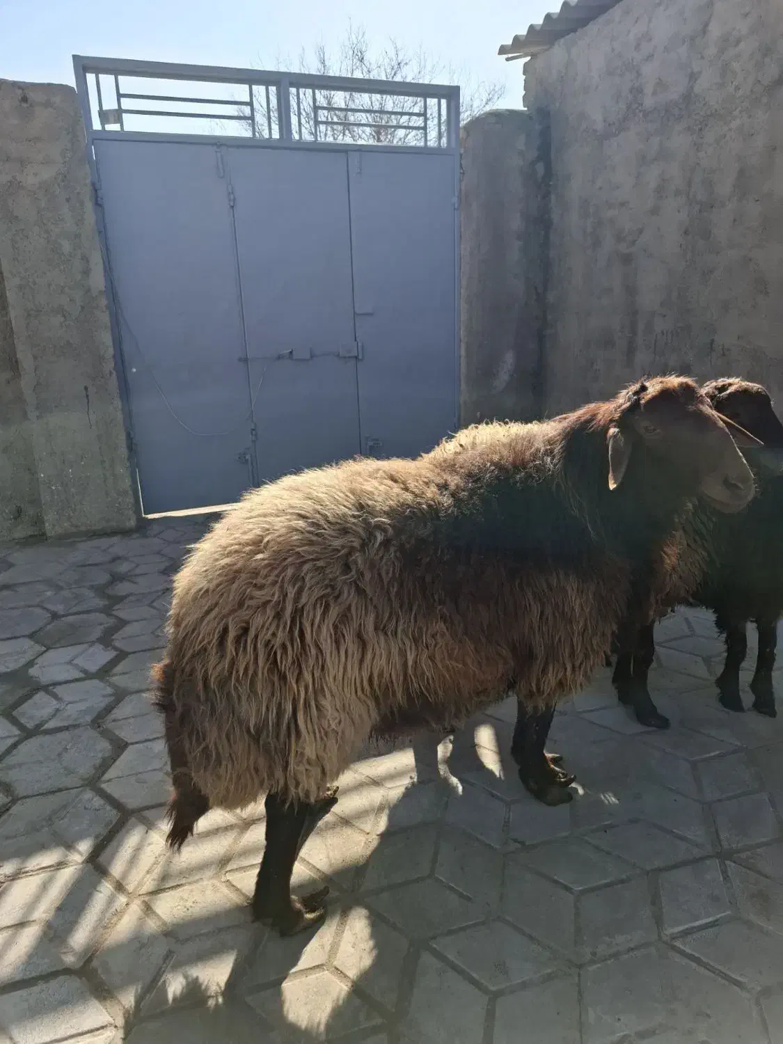 گوسفند زنده زیر نظر دامپزشکی وباپلاک کد بهداشت|حیوانات مزرعه|مشهد, نوید|دیوار