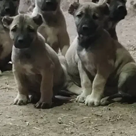 سگ سرابی اصیل|سگ|سراب, |دیوار