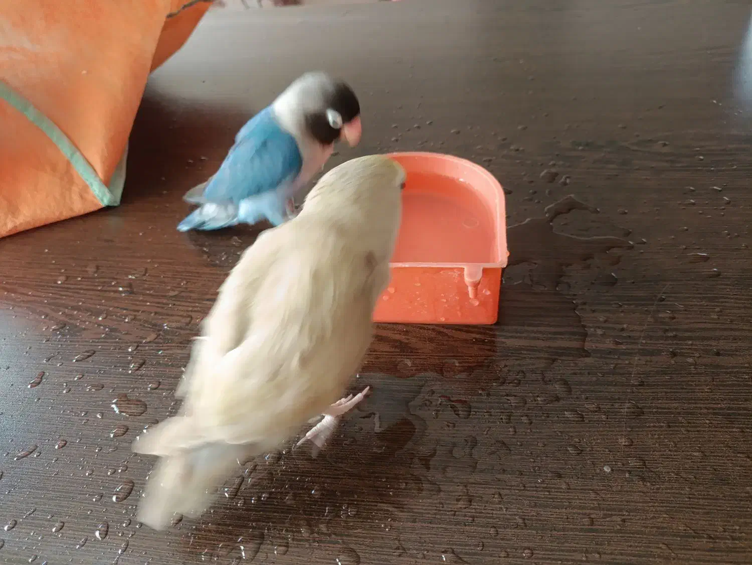 طوطی برزیلی|پرنده|قائمشهر, |دیوار