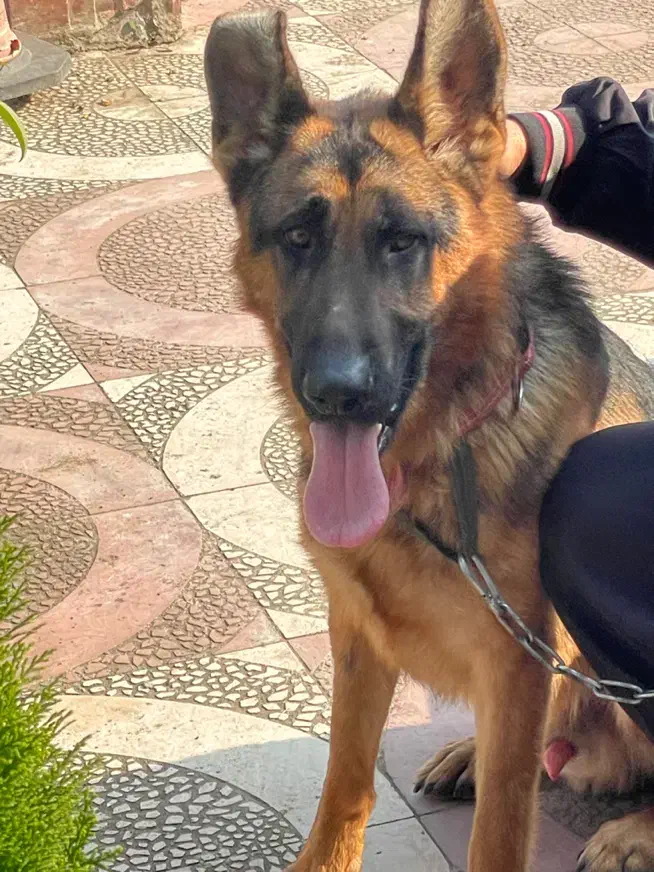 ژرمن ورک شیب دار نر|سگ|چاف و چمخاله, |دیوار