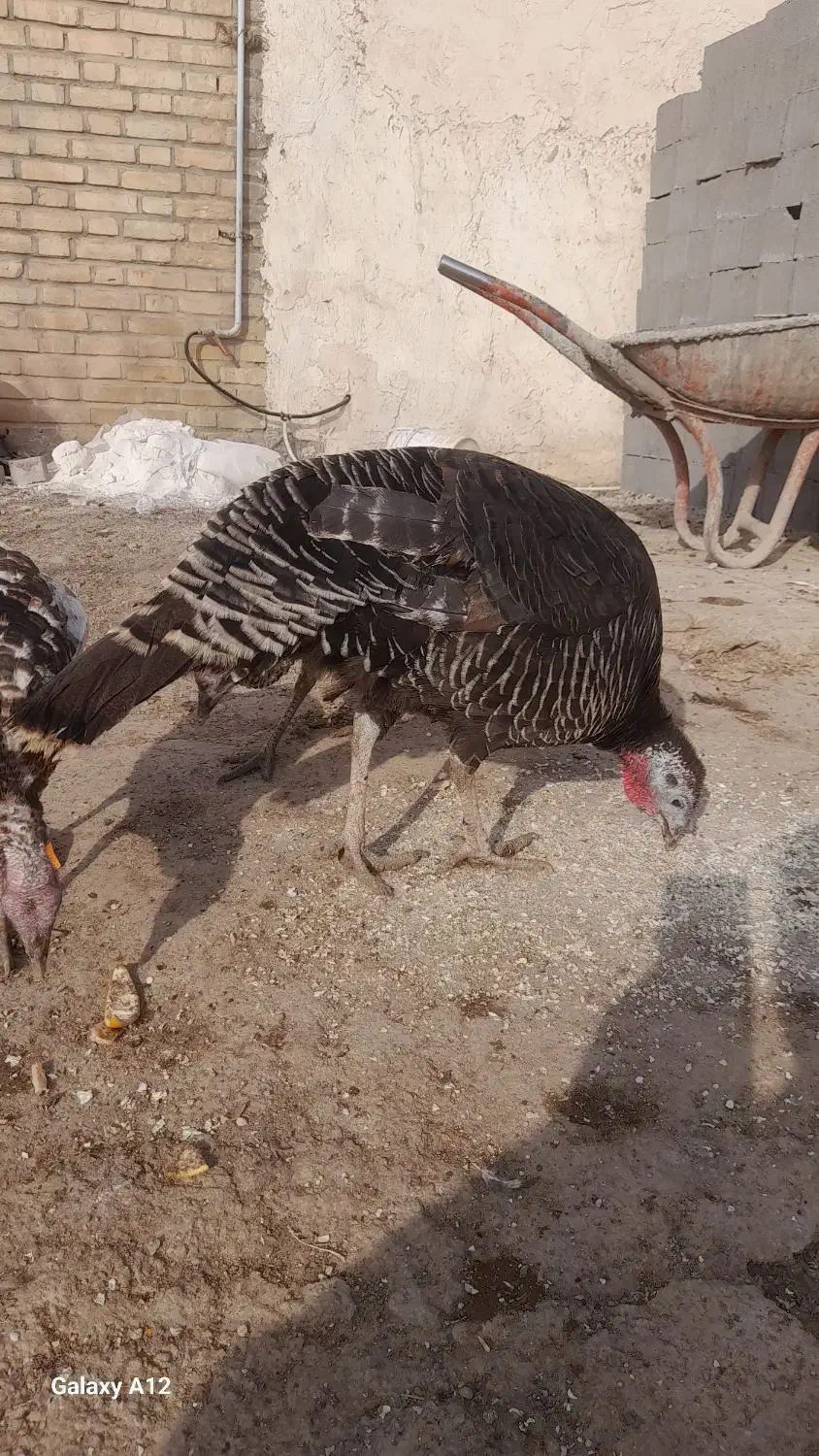 بوقلمونماده|حیوانات مزرعه|دماوند, دماوند|دیوار