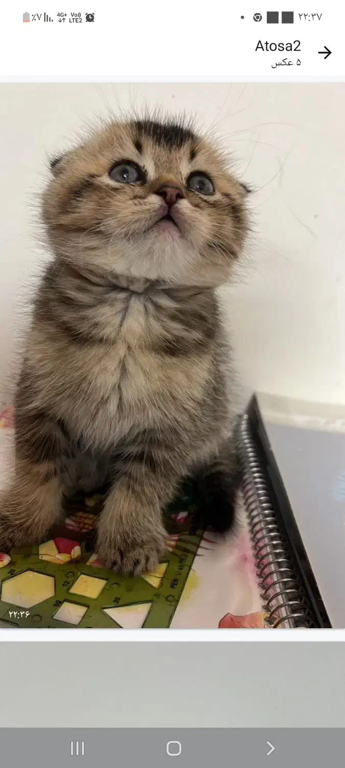 واگذاری بچه گربه اسکاتیش|گربه|کاشان, امیرکبیر|دیوار