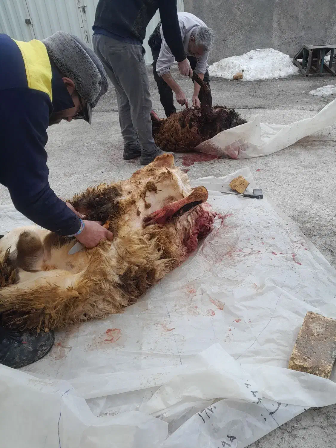 قصاب ذبح|خدمات پذیرایی، مراسم|اراک, |دیوار