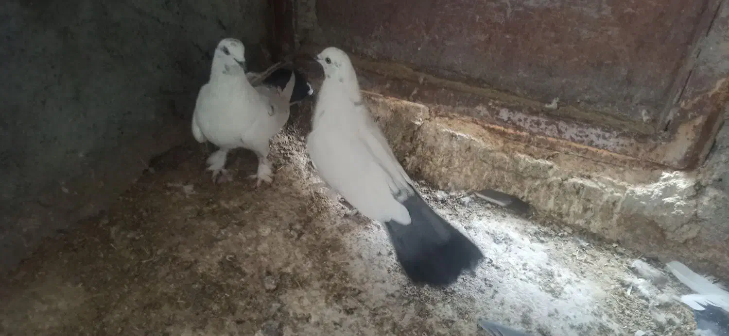 کبوتر|پرنده|فرخ‌شهر, |دیوار