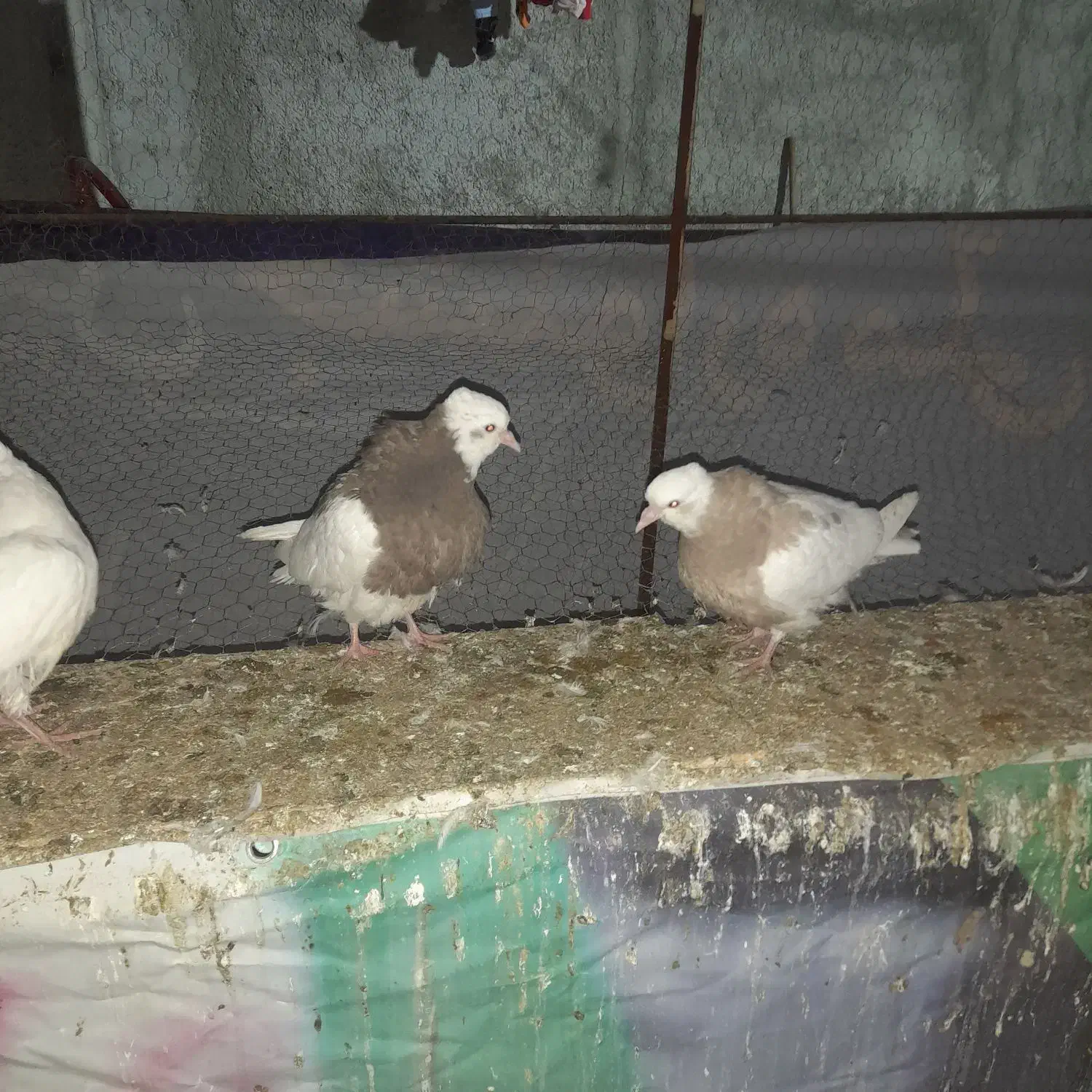 کبوتر طوقی|پرنده|شهریار, شهرک بهاران (ویره)|دیوار