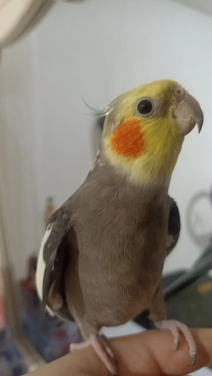 عروس هلندی|پرنده|آستارا, |دیوار