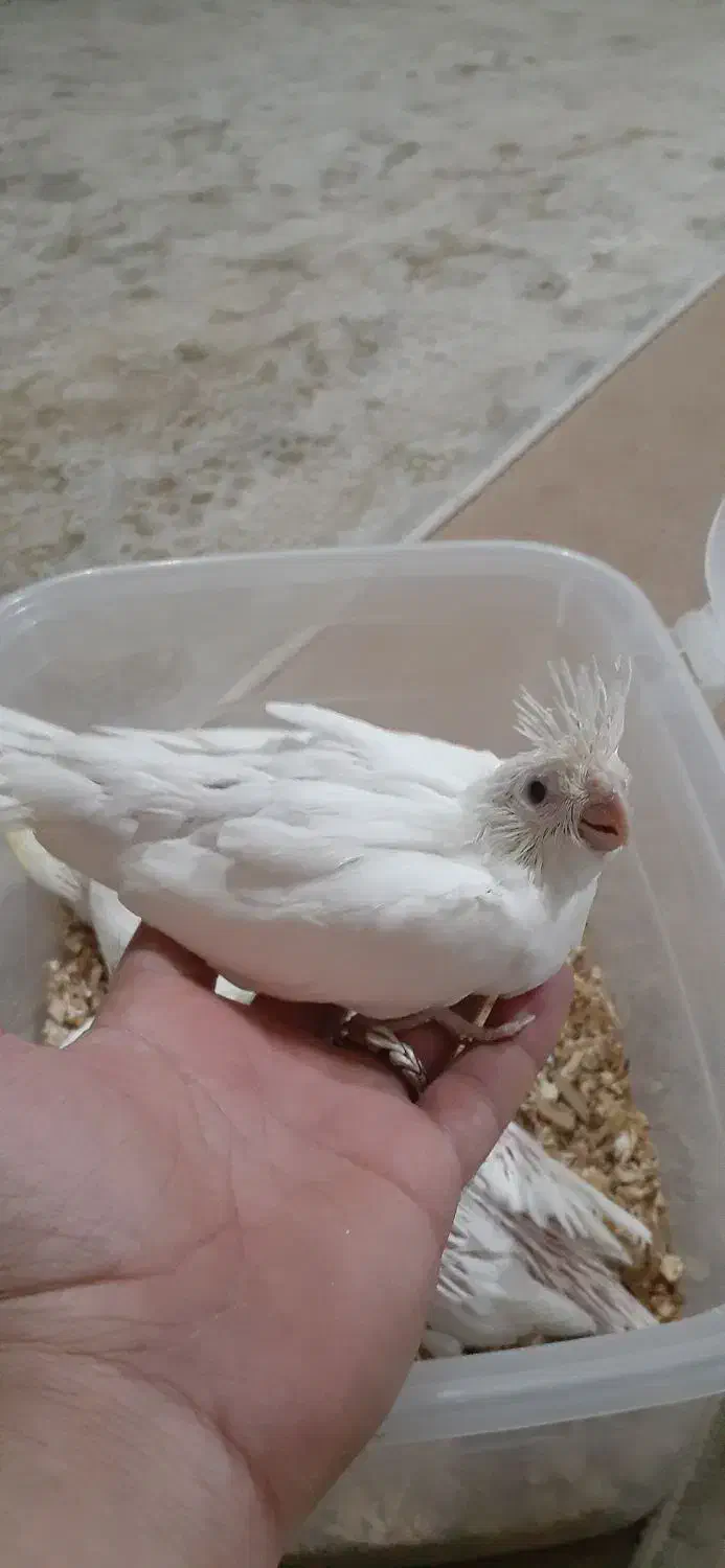 جوجه سرلاکی عروس هلندی البنیو|پرنده|ایلام, |دیوار