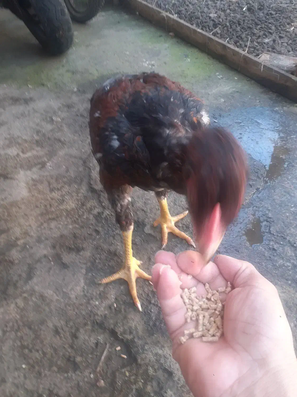 خروس لار ۸ماه|حیوانات مزرعه|لاهیجان, حاجی آباد|دیوار