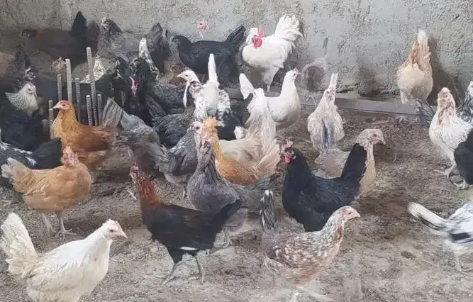 مرغ بومی|حیوانات مزرعه|خمینی‌شهر, |دیوار