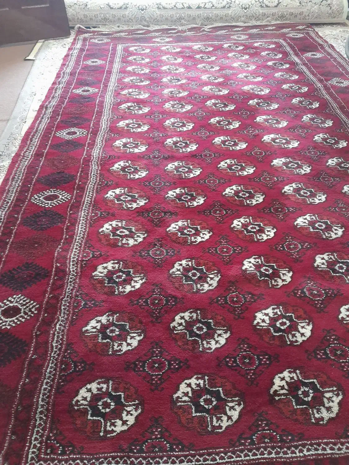 قالی نو ۹ متری|فرش|گنبد کاووس, |دیوار