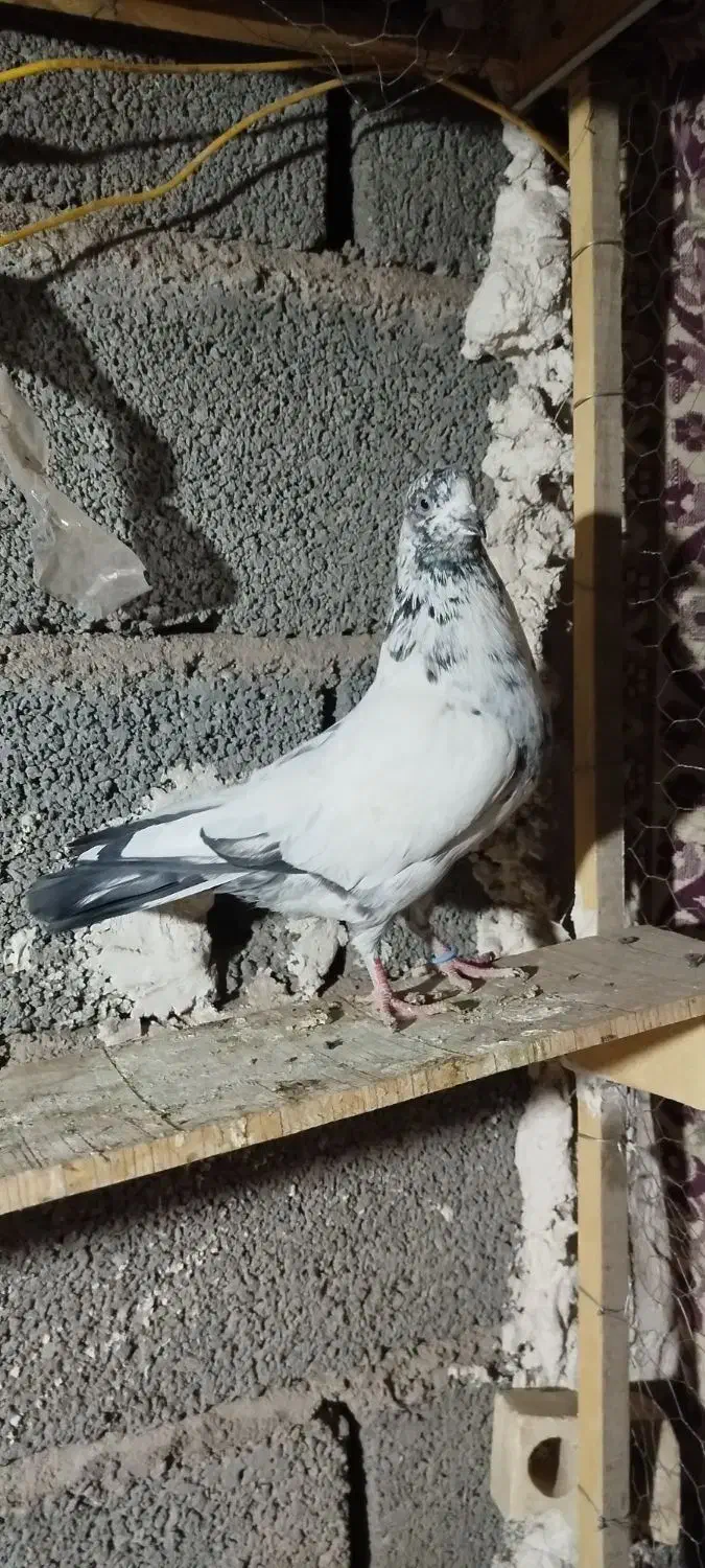 کفتر همچی تموم معاوضه با گندم|پرنده|سیرجان, |دیوار