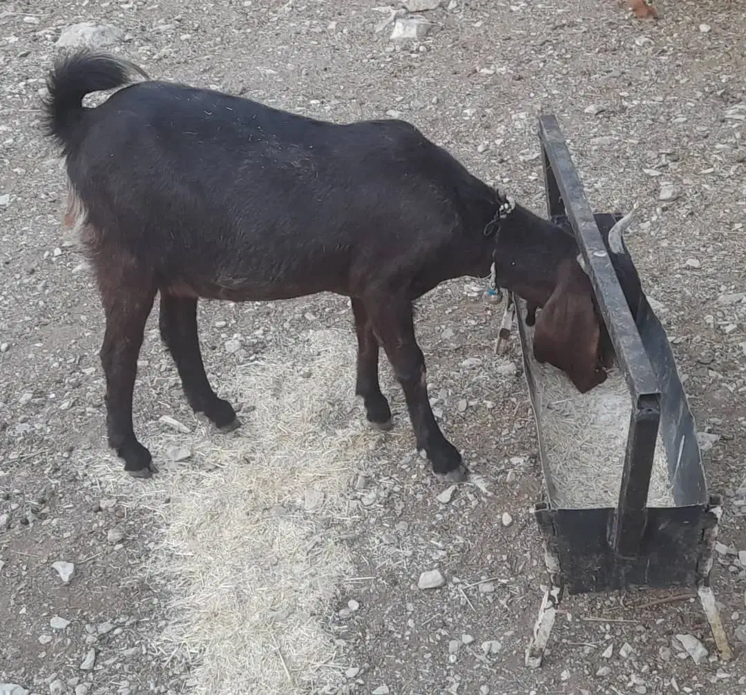 یک بز هلندی آبستن|حیوانات مزرعه|ملکشاهی, |دیوار