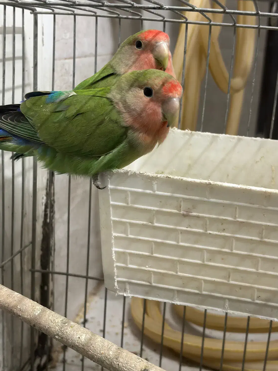 کوتوله برزیلی|پرنده|قم, سالاریه|دیوار