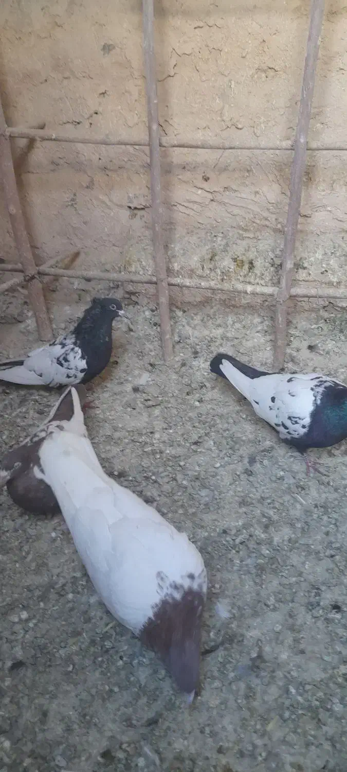 کفتر|پرنده|مشهد, نوفل لوشاتو|دیوار