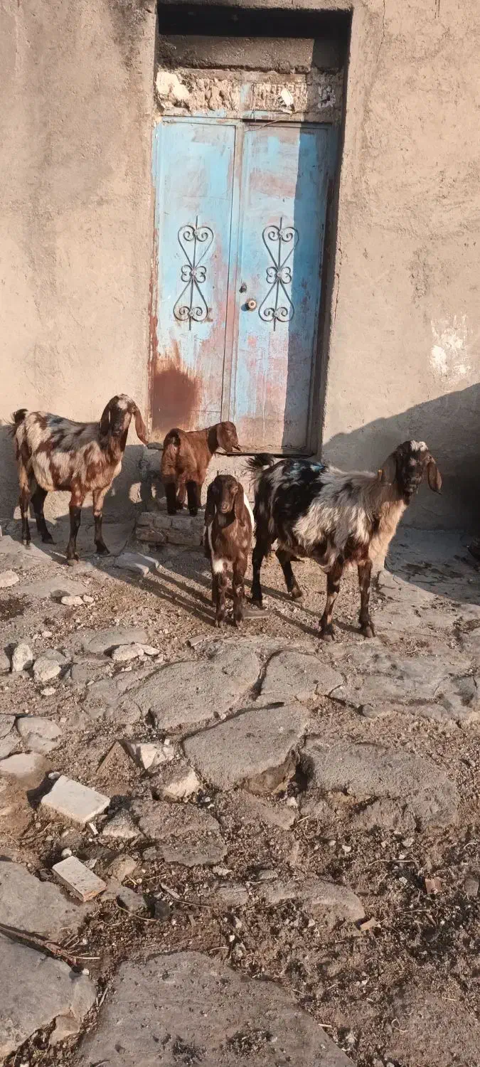 دوعدد بز ننه بالاجوان|حیوانات مزرعه|اردبیل, |دیوار