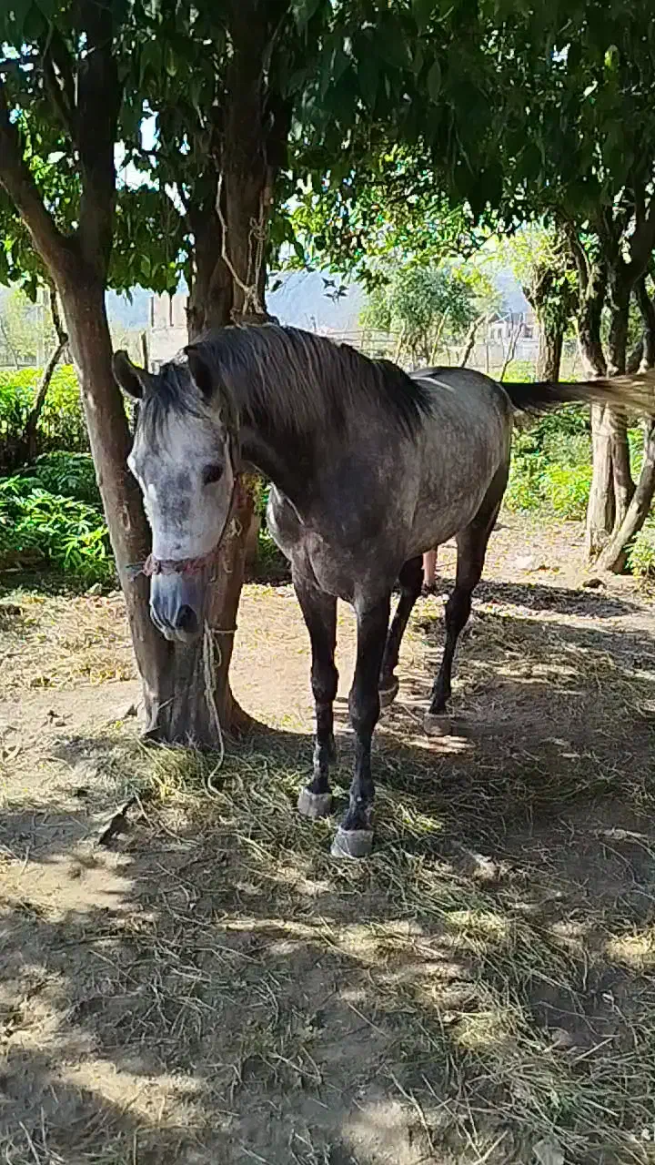 نریان کرد ۴ سال زیبا و درجه یک مخصوص خاص پسندا|اسب و تجهیزات اسبسواری|شاندرمن, |دیوار