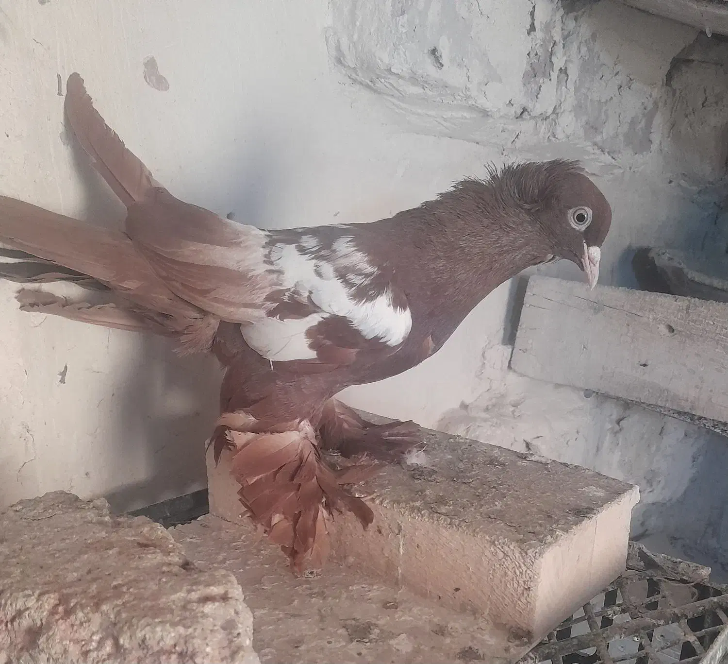 کبوتر|حراج|تبریز, |دیوار