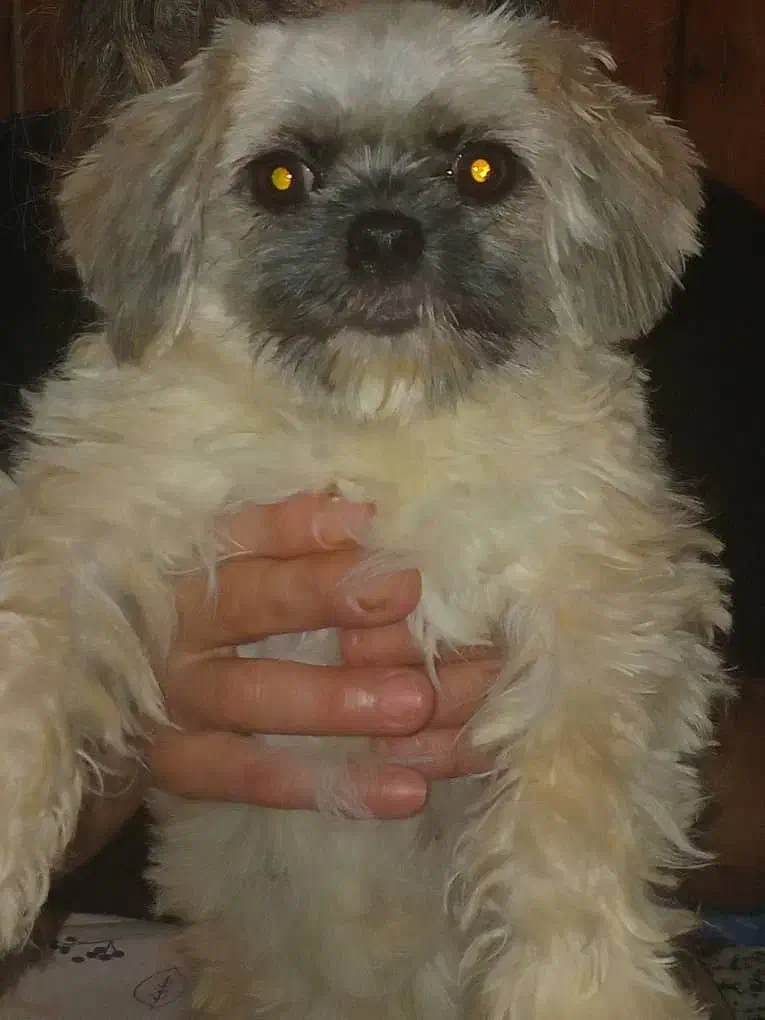 سگ اصیل|سگ|بندر انزلی, بی بی حوریه|دیوار