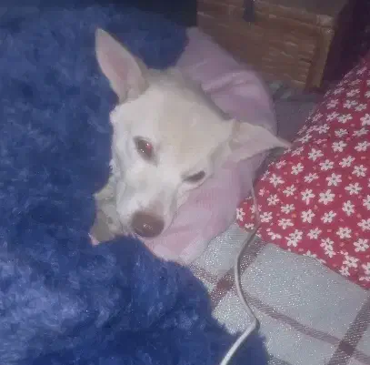 پیدا شده|حیوانات|رباطکریم, کیکاور|دیوار