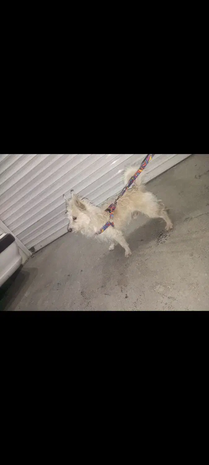 اشپیتز  نر|سگ|دورود, |دیوار