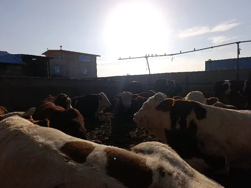 گاو نر سمینتال گوشتی|حیوانات مزرعه|هشترود, |دیوار