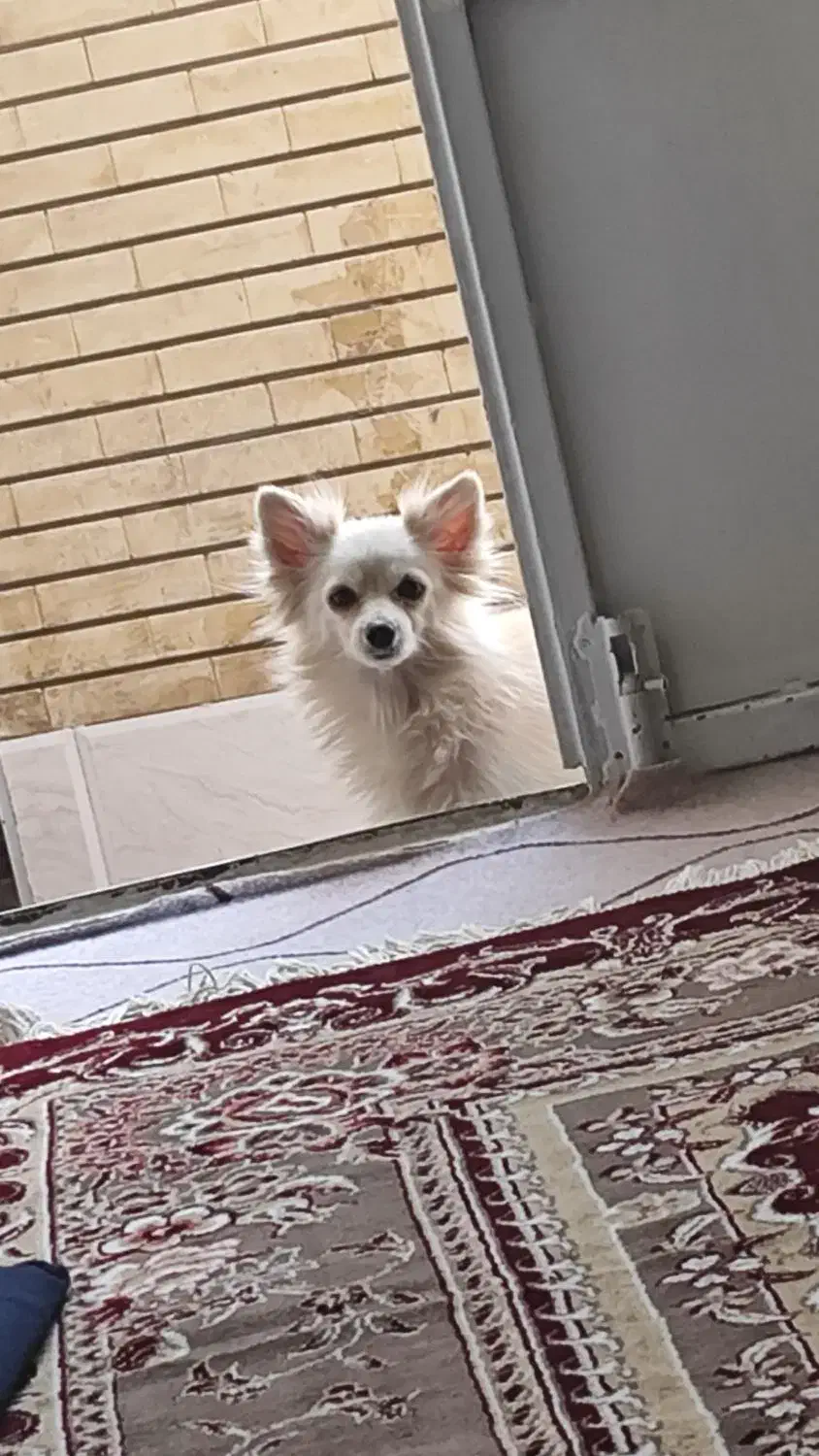 سگ پامر آشپیتز|سگ|جهرم, |دیوار