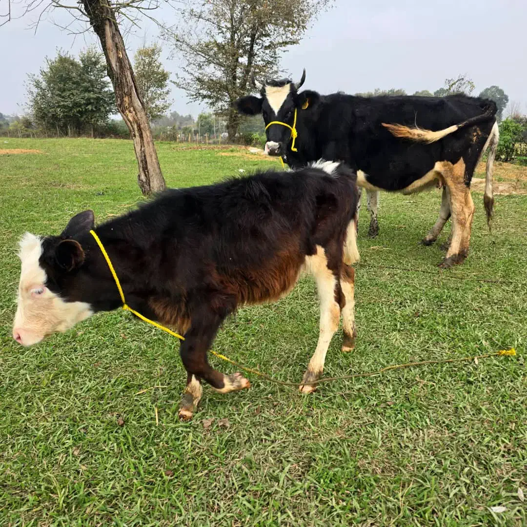 دورگ هلشتاین (جوان) با گوساله نر سیمینتال|حیوانات مزرعه|رشت, سعدی (تختی)|دیوار