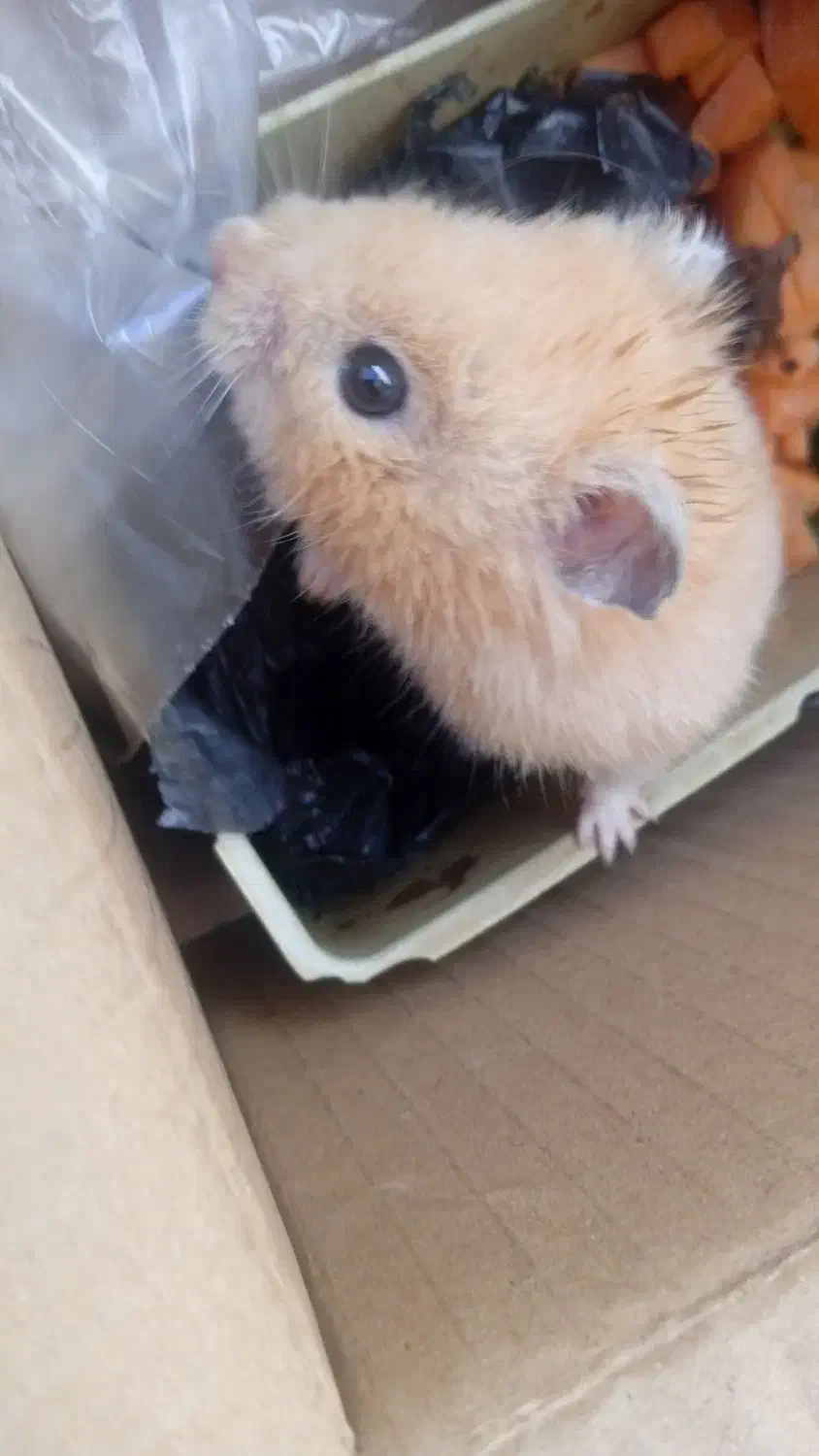 همستر سالم|موش و خرگوش|سنندج, |دیوار