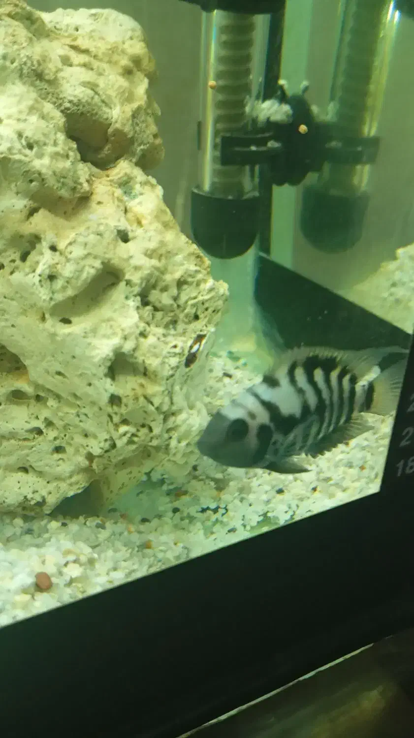 سیچیلاید گورخری و البینو|ماهی|مشهد, نظام دوست|دیوار