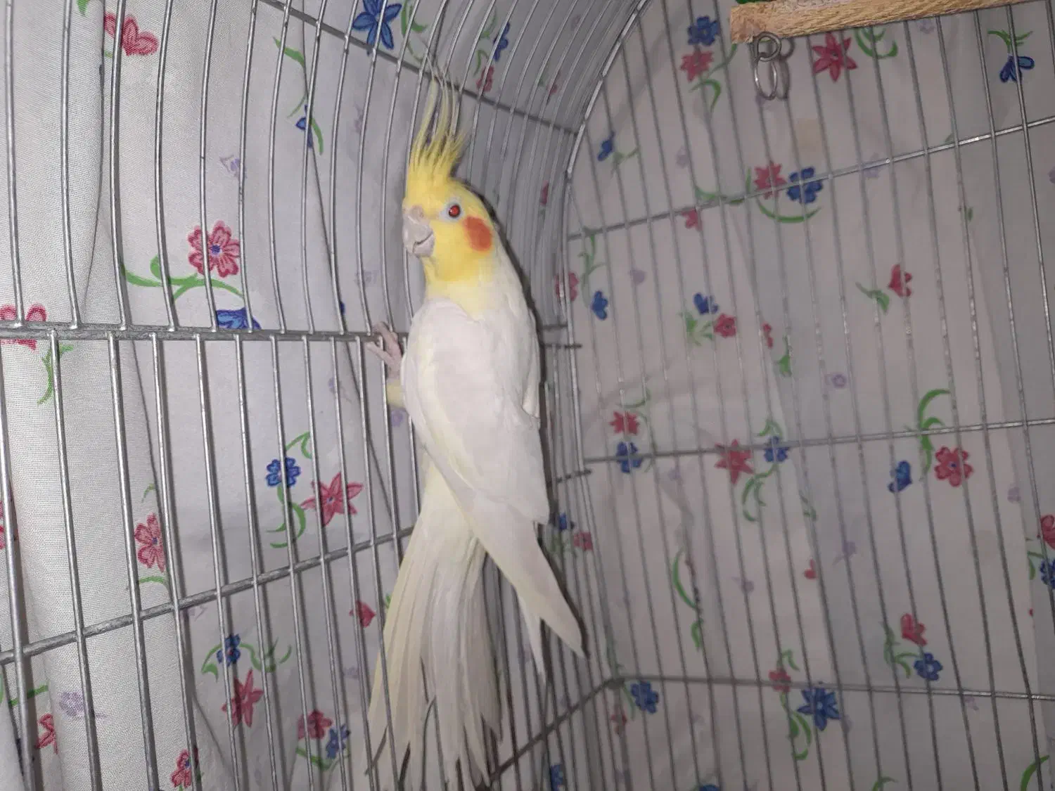 عروس هلندی|پرنده|مشهد, کشف|دیوار