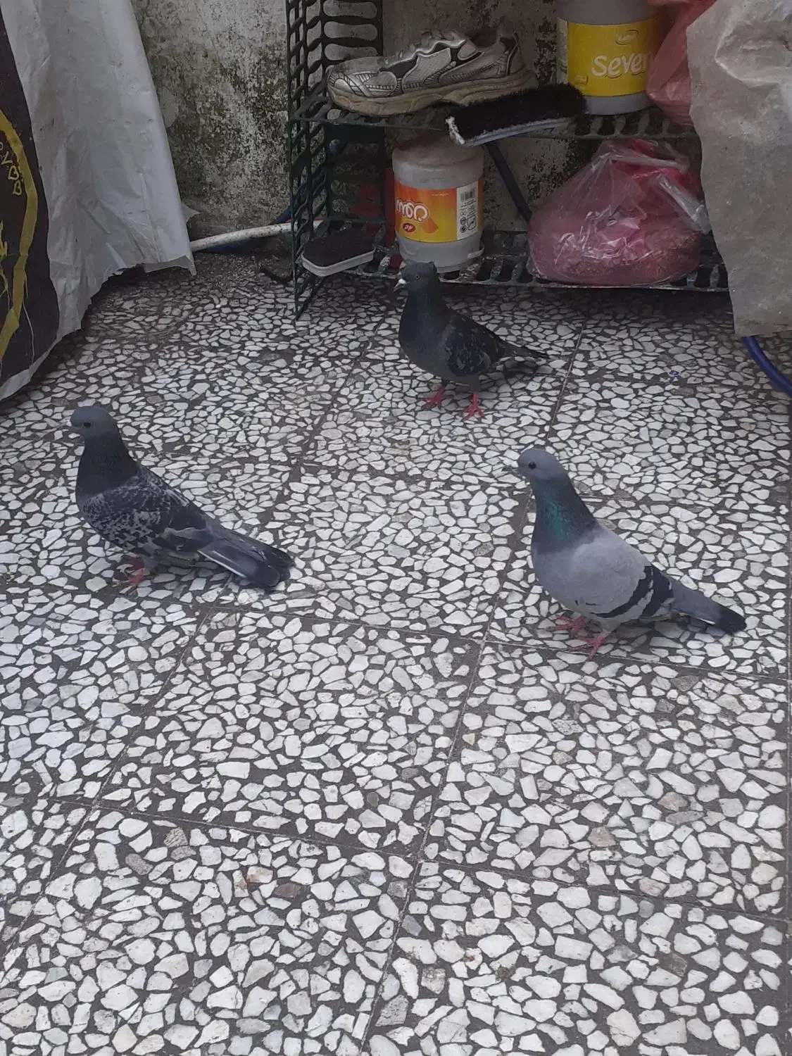 کبوتر|پرنده|رشت, شهرک آیت الله منتظری|دیوار