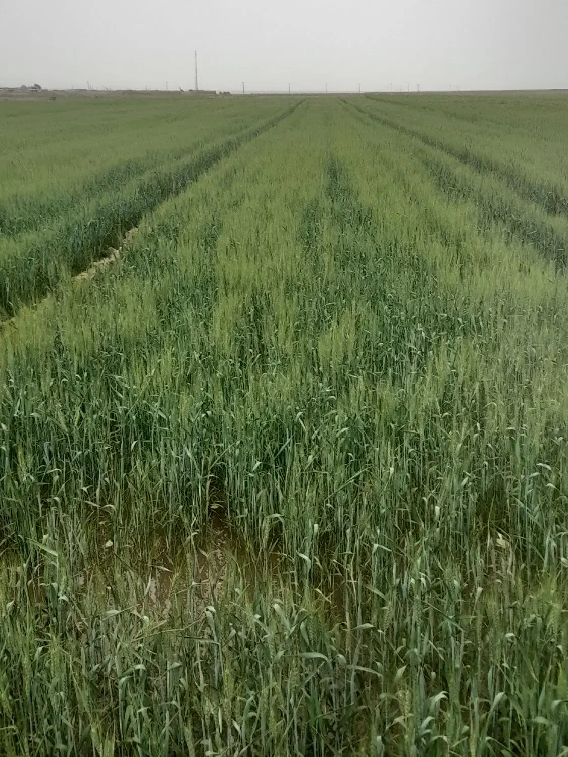 کاه|عمده‌فروشی|میان جلگه, |دیوار