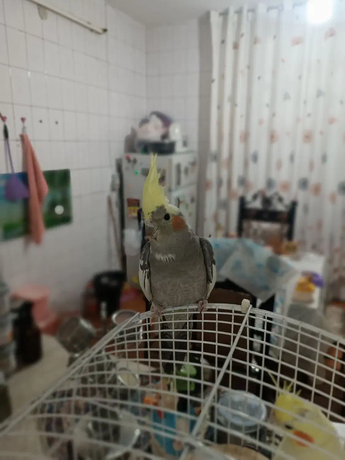 عروس هلندی گمشده|حیوانات|مشهد, شهرک امام هادی (شهرک غرب)|دیوار